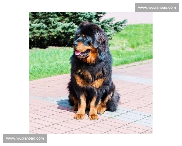 全国训狗比赛精彩纷呈 各路高手争锋 犬类智力与默契的终极对决